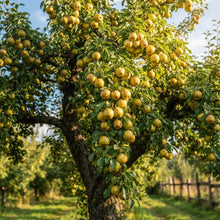 Ussurian Pear Seeds for Planting