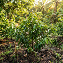 Star Apple Seeds for Planting