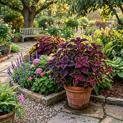 Blue Mixed Coleus Seeds for Planting