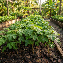 Jatropha curcas Seeds for Planting
