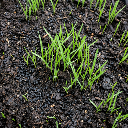 Leek Tornado Seeds – Vegetable Seeds for Home Garden