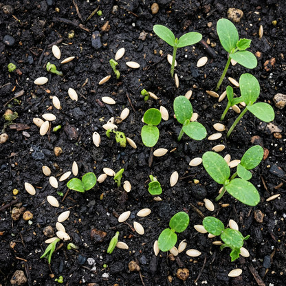 National Pickling Cucumber Seeds – Pickling Cucumber Seeds for Home Garden