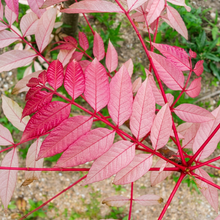 Chinese Toon Tree Seeds (Toona sinensis) – Chinese Mahogany Tree Seeds