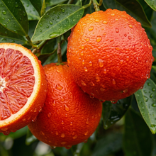 Blood Orange Tree Seeds for Indoor & Outdoor Planting