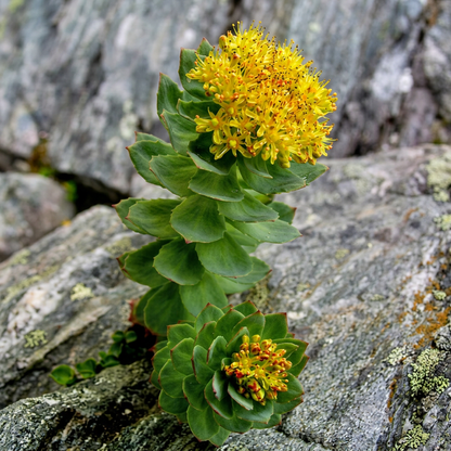 Roseroot Rhodiola Rosea Seeds for Garden Planting