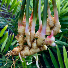 Galangal Ginger Plant for Home Garden Planting