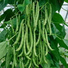 Kentucky Wonder Pole Bean Seeds for Garden Planting