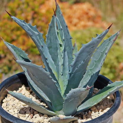 Agave Americana Succulent Seeds for Planting