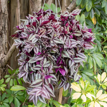 Tradescantia Zebrina Live Plant for Home and Garden