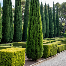 Italian Cypress Tree Seeds for Landscaping and Hedges