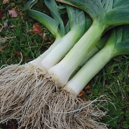 Giant Leek Seeds – Leek Seeds for Home Garden