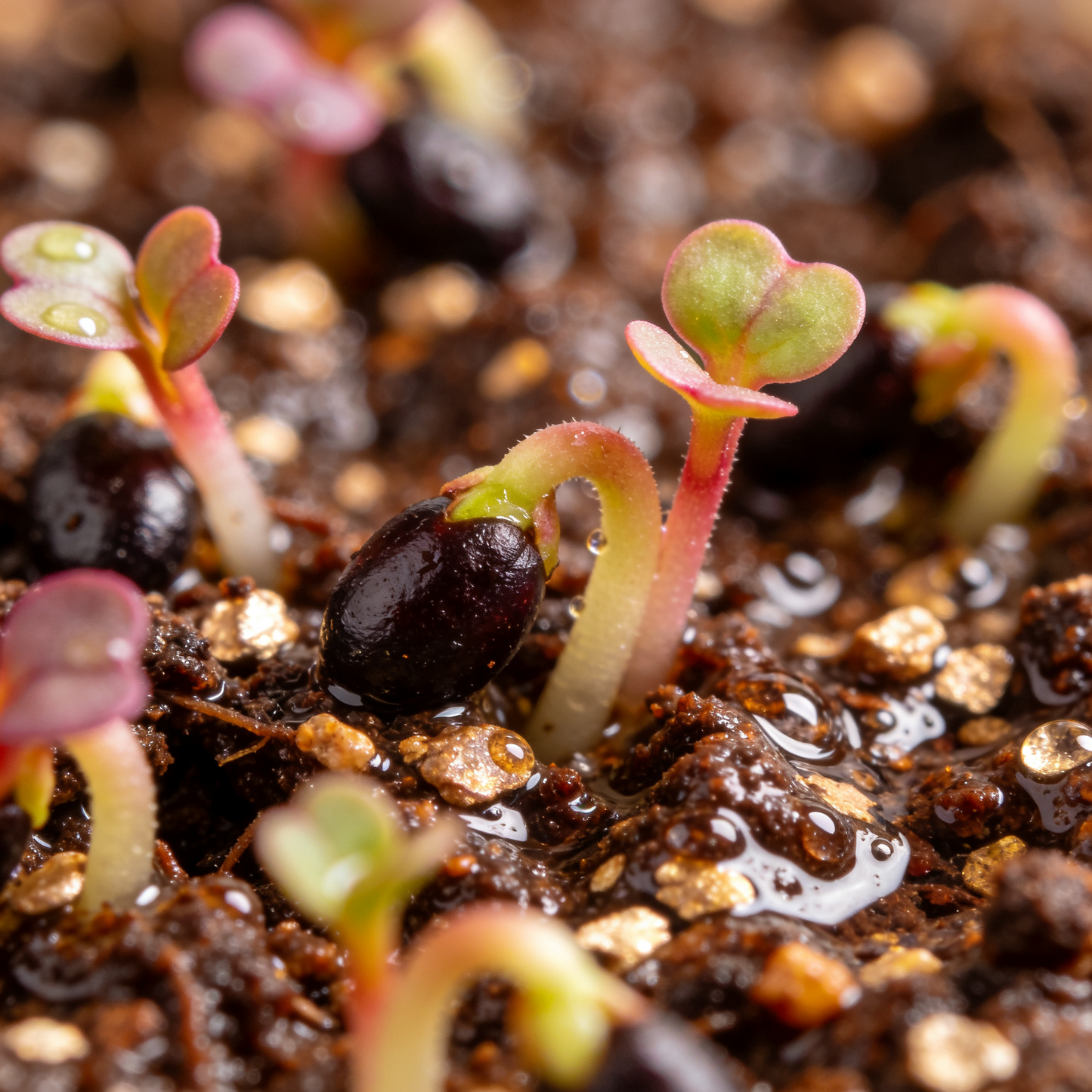 Alum Root Heuchera Seeds for Decorative Garden Borders