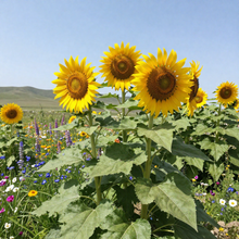 Mongolian Giant Sunflower Seeds for Planting - Extra Large Garden Flowers