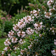 Glossy Abelia Seeds (Abelia × grandiflora) – Fragrant Ornamental Shrub Seeds