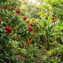 Bixa orellana (Annatto Tree) Seeds for Planting