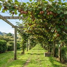 Red Kiwi Seeds for Planting