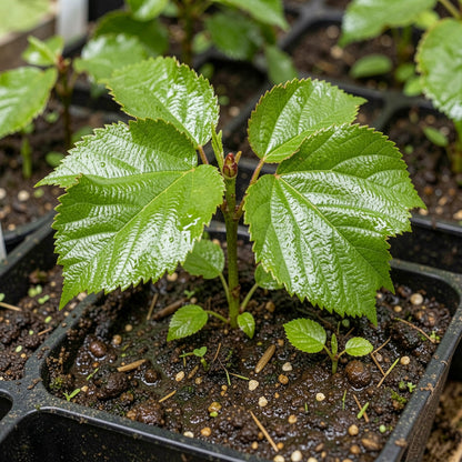 Birchleaf Pear Rootstock Seeds for Planting