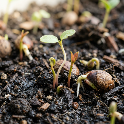 Mangosteen Fruit Seeds for Home Garden Planting