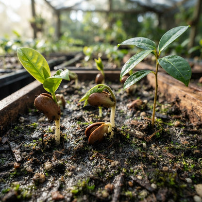 Star Apple Seeds for Planting