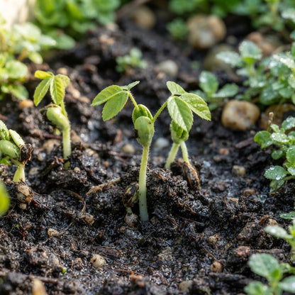 Chocolate Vine (Akebia trifoliata) Seeds for Planting