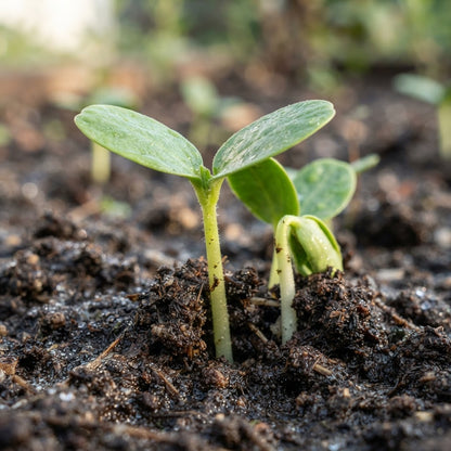 Rocky Ford Green Flesh Melon Seeds for Planting