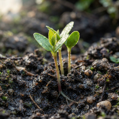 European Pear Tree (Pyrus communis) Seeds for Planting
