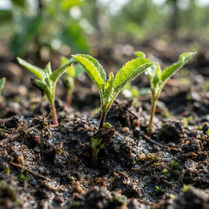 Ein Shemer Apple Seeds for Planting