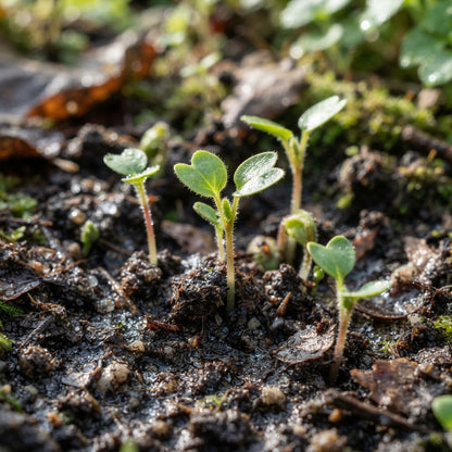 Kiwi Seeds for Planting