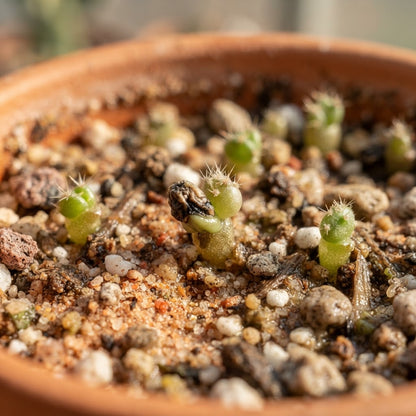 Orange Prickly Pear Cactus Seeds for Planting