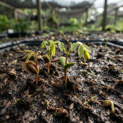Swietenia macrophylla Mahogany Tree Seeds for Planting