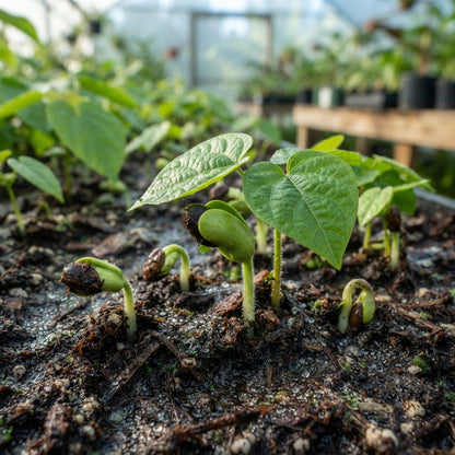 Bixa orellana (Annatto Tree) Seeds for Planting