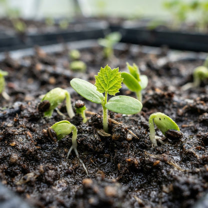 Sungold Kiwi Seeds for Planting
