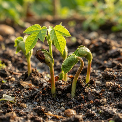 Jatropha curcas Seeds for Planting