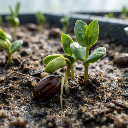 Jojoba (Simmondsia chinensis) Seeds for Planting