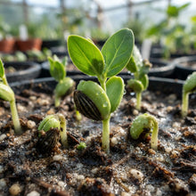 Jojoba Seeds for Planting