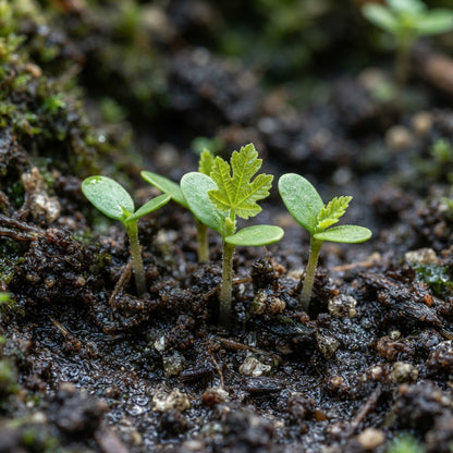 Dwarf Fig Seeds for Planting