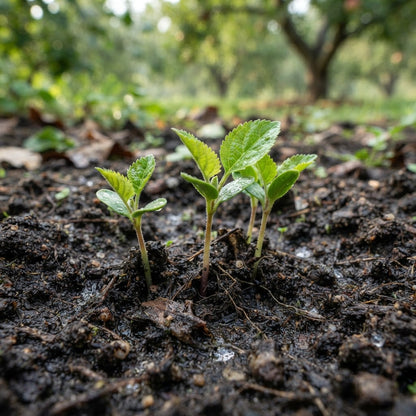 Foxwhelp Apple Seeds for Planting