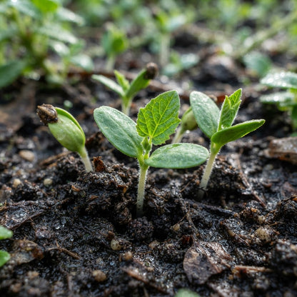 Pepino Melon Pear  Seeds for Planting
