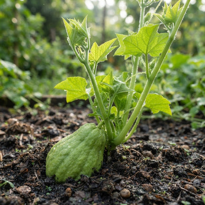 Chayote Seeds for Planting