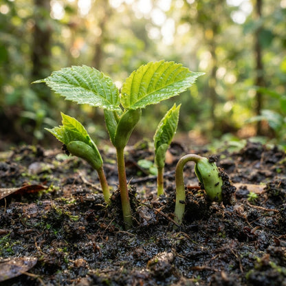 Elephant Apple (Dillenia indica) Seeds for Planting