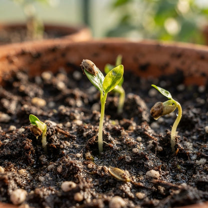 Finger Lime Seeds for Planting
