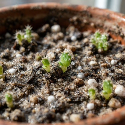 Green Prickly Pear (Opuntia lasiacantha) Cactus Seeds for Planting