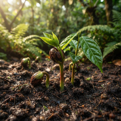 Nutmeg Tree (Myristica fragrans) Seeds for Planting