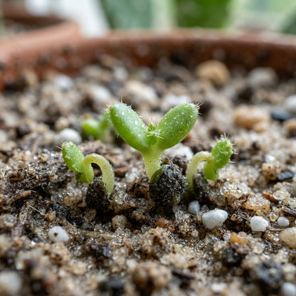 Green Prickly Pear (Opuntia lasiacantha) Cactus Seeds for Planting