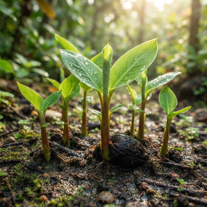 Musa Ornata Banana Seeds for Planting