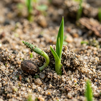 Adam's Needle Yucca Seeds for Dry Garden Planting