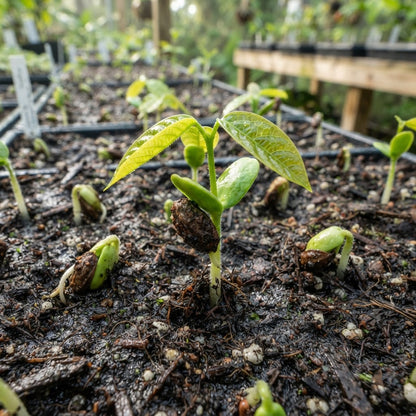 Red Custard Apple (Annona reticulata) Seeds for Planting