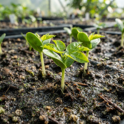 Red Flamenco Passionfruit F1 Seeds for Planting