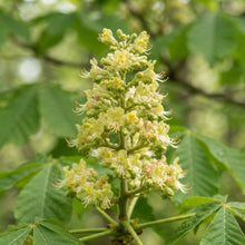 Aesculus glabra Buckeye Seeds for Planting