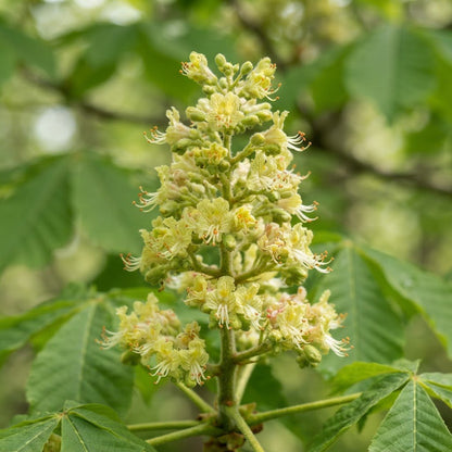 Aesculus glabra Buckeye Seeds for Planting
